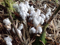 Monotropastrum humile