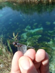 Selysiothemis nigra