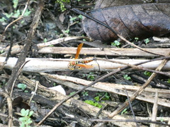 Polistes crinitus