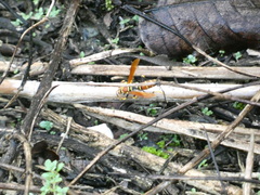 Polistes crinitus