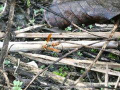 Polistes crinitus