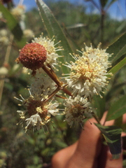Cephalanthus