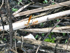 Polistes crinitus