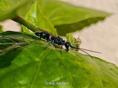 Trirogma caerulea