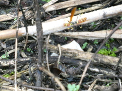 Polistes crinitus