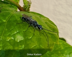 Trirogma caerulea