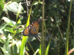 Danaus