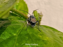 Trirogma caerulea