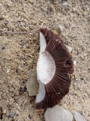 Agaricus devoniensis