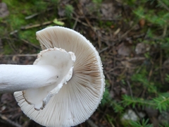 Amanita rubescens