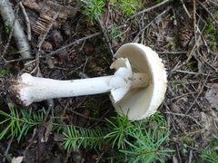 Amanita rubescens