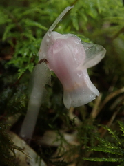 Monotropastrum humile