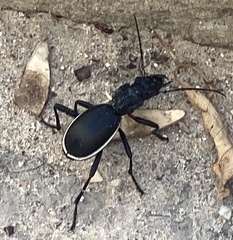 Anthia circumscripta