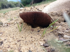 Agaricus devoniensis