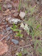Albuca bracteata