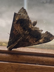 Sphingomorpha chlorea