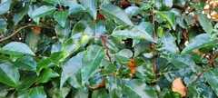 Prunus lusitanica