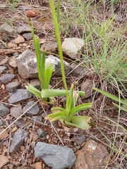 Albuca bracteata
