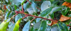 Prunus lusitanica