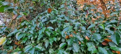 Prunus lusitanica