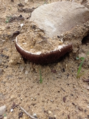 Agaricus devoniensis