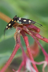 Eretmocera