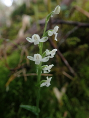 Platanthera brevicalcarata