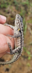 Sceloporus variabilis
