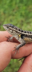 Sceloporus variabilis