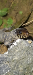 Lepidophyma flavimaculatum