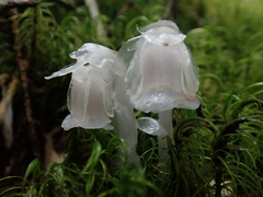 Monotropastrum humile