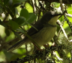 Apalis thoracica