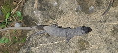 Lepidophyma flavimaculatum