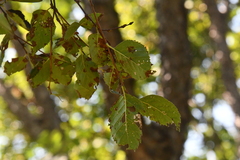 Betula dauurica