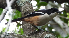 Laniarius ferrugineus