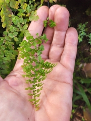 Adiantum concinnum image