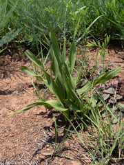 Hypoxis interjecta