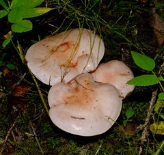 Pudorini