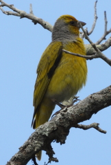 Serinus canicollis