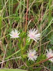 Delosperma