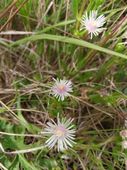 Delosperma