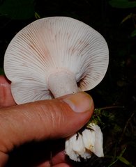Pudorini