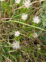 Delosperma