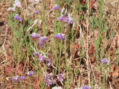 Limonium sinuatum