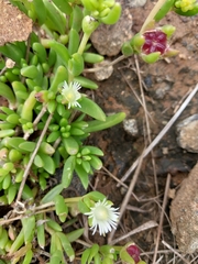 Delosperma