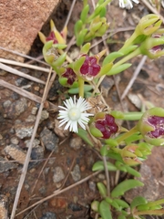 Delosperma