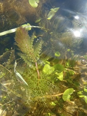 Utricularia australis