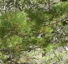 Cupressus arizonica