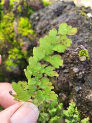 Adiantum concinnum