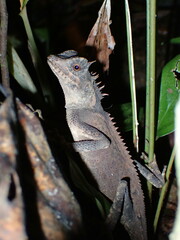 Acanthosaura phuketensis